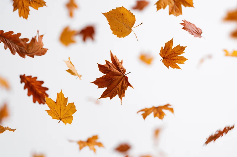 Autumn leaves falling against a white background with copyspace