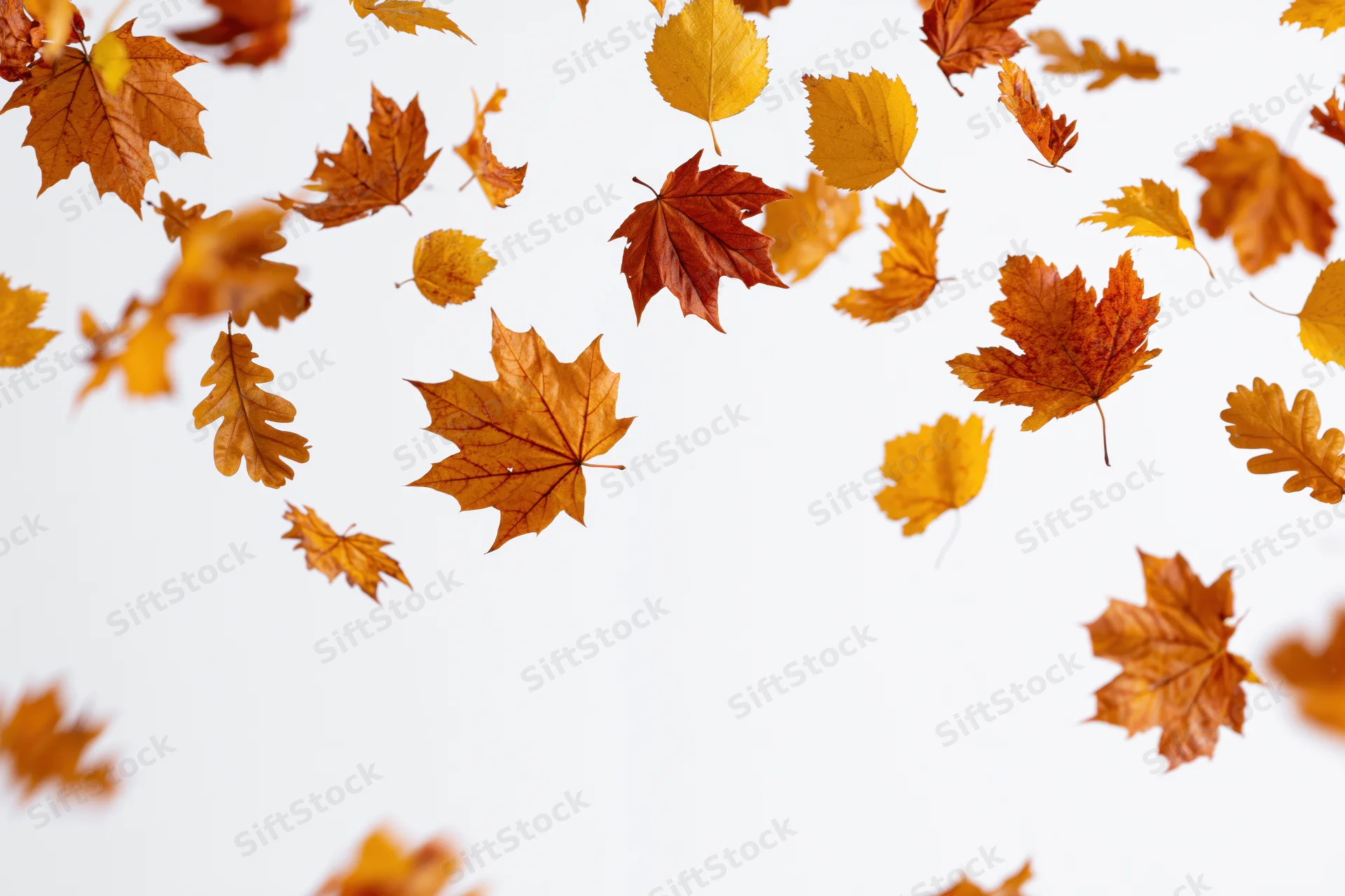 Autumn leaves falling against a white background with copyspace