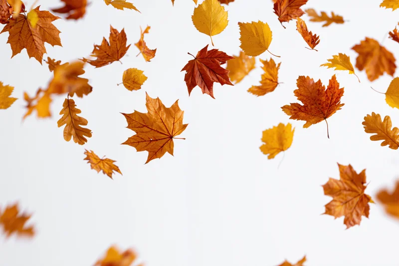 Scattered autumn leaves of various shapes floating and falling