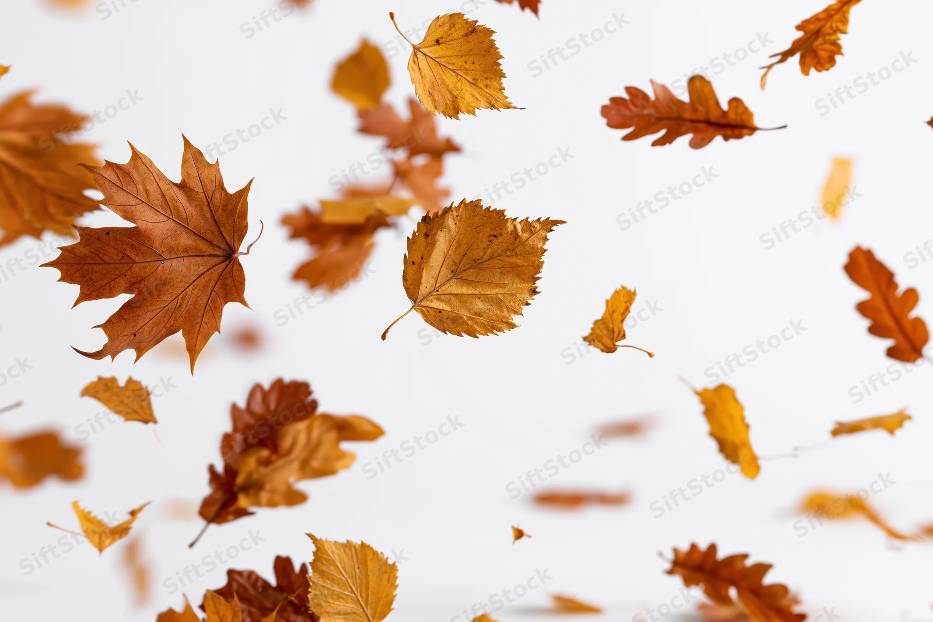 Autumn leaves floating in midair against a white background