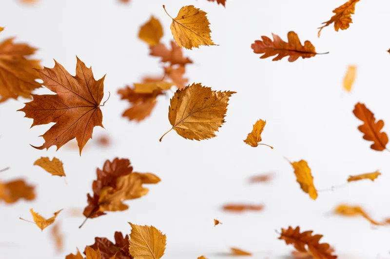 Autumn leaves floating in midair against a white background