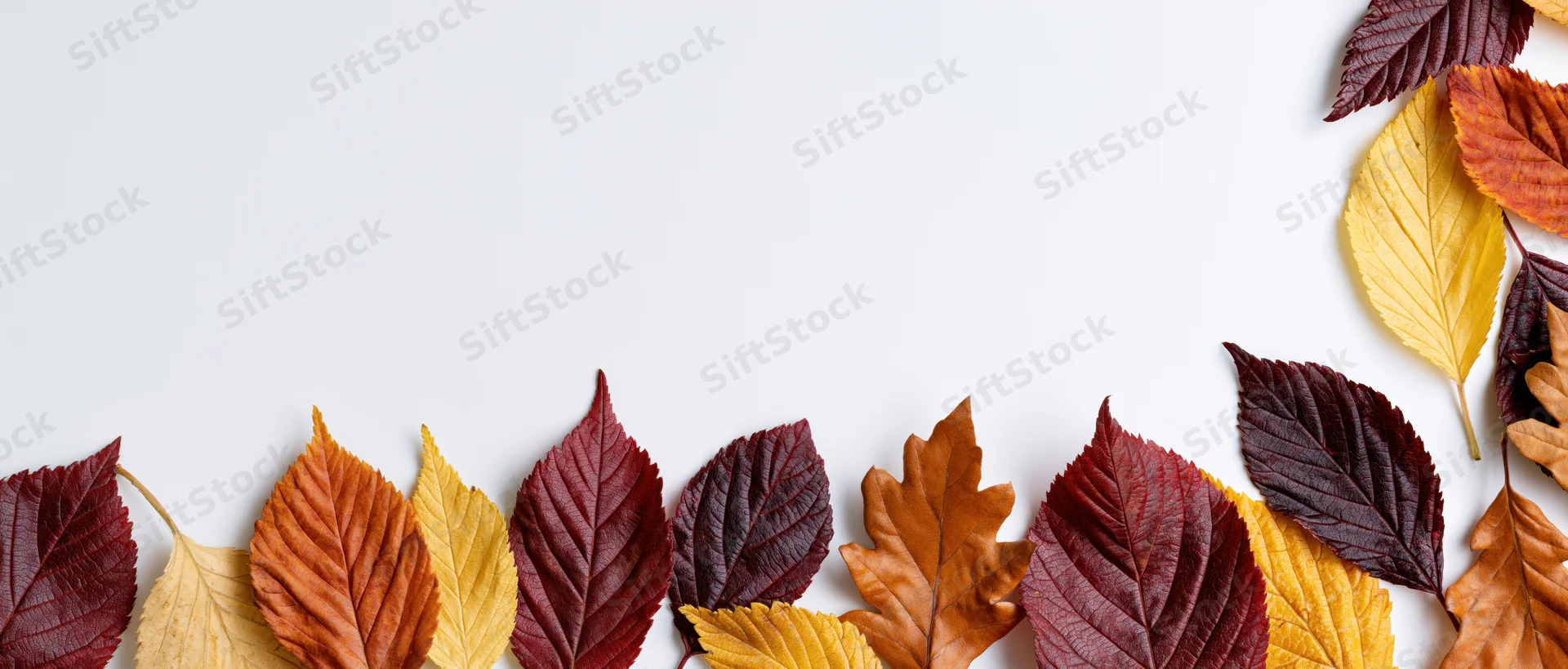 Autumn leaves arranged along the bottom and right edge of a white surface