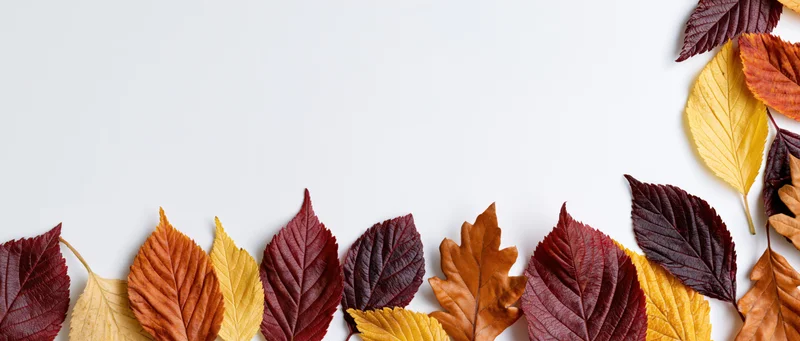 Autumn leaves arranged along the bottom and right edge of a white surface