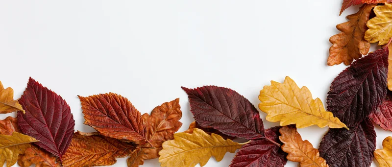 Autumn leaves arranged along the bottom and right edge of a white surface