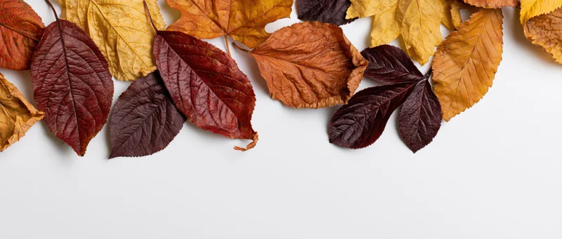 Scattered autumn leaves arranged along the top edge of a white surface