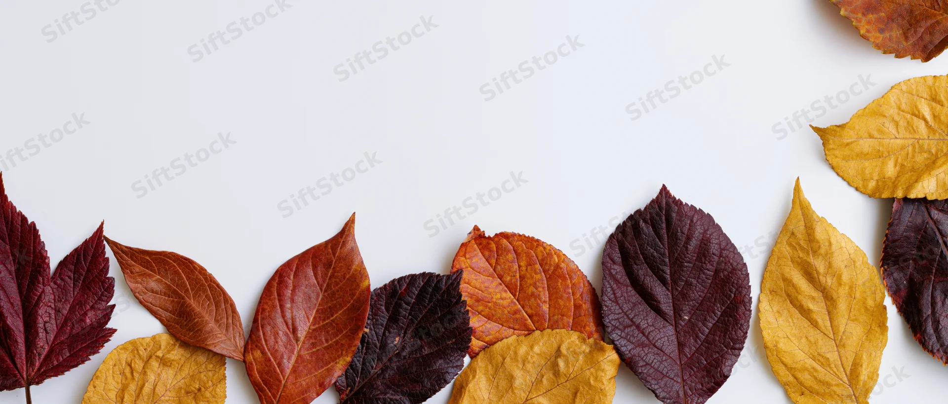 Autumn leaves arranged along the bottom edge of a white surface with copyspace above