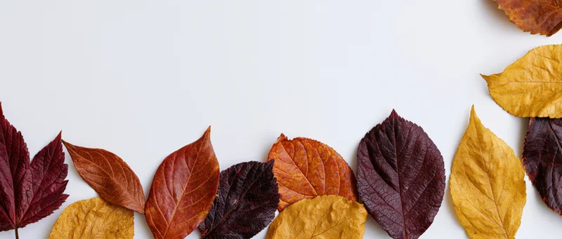 Scattered autumn leaves along the bottom edge of the image