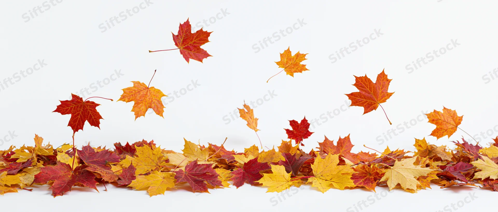 Scattered maple leaves arranged along the bottom edge on white background