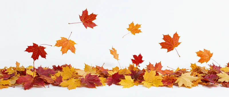 Scattered maple leaves arranged along the bottom edge on white background