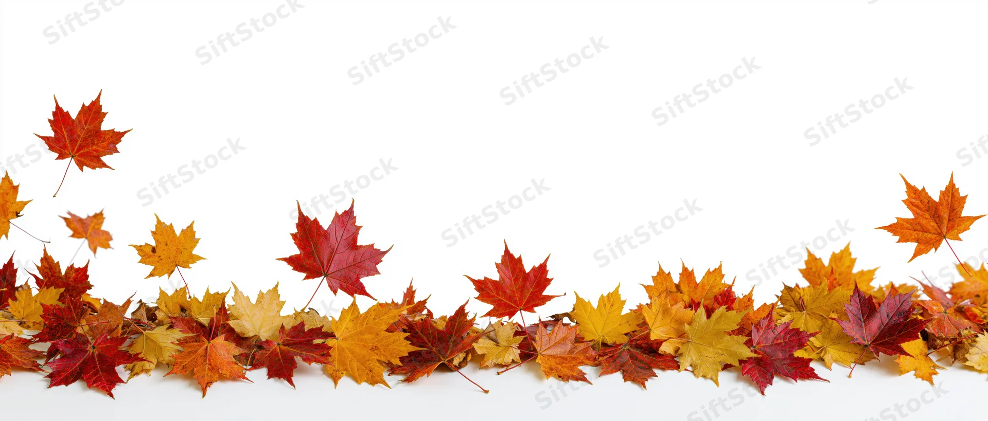 Scattered autumn maple leaves arranged along the bottom edge on white background