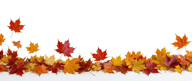 Scattered autumn maple leaves arranged along the bottom edge on white background