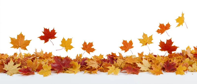 Scattered maple leaves arranged along the bottom edge on white background