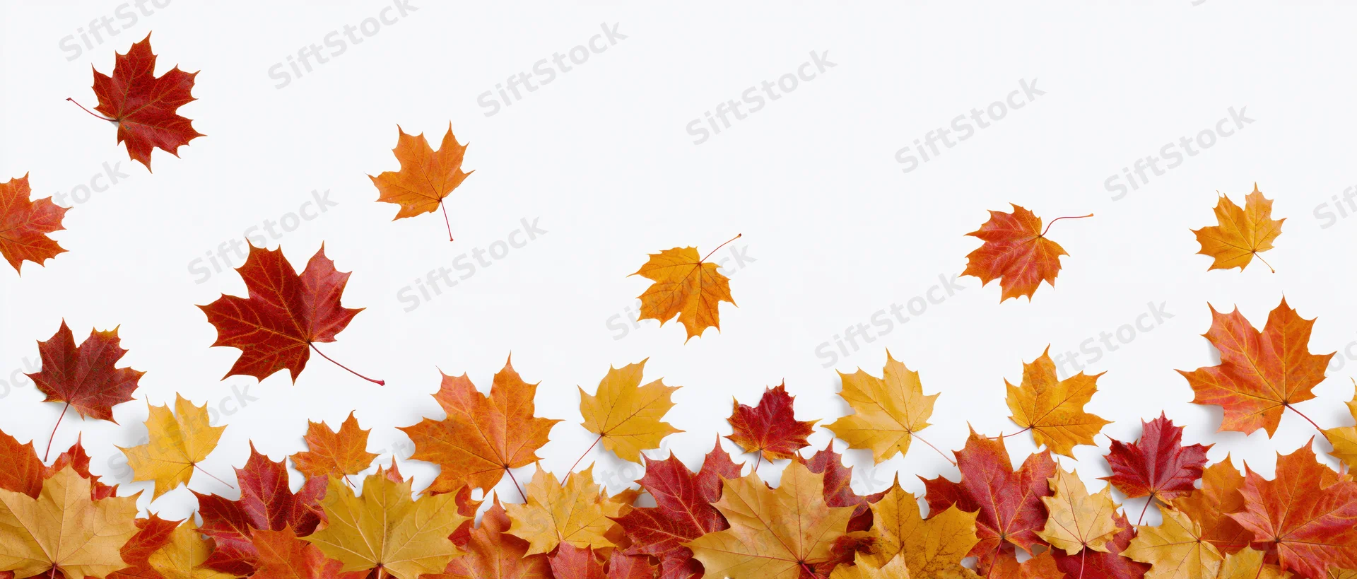 Scattered autumn maple leaves arranged along the bottom edge on white background
