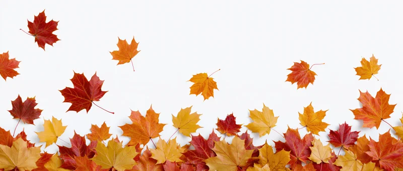 Autumn Leaves Border Scene with Colorful Maple Foliage in Fa