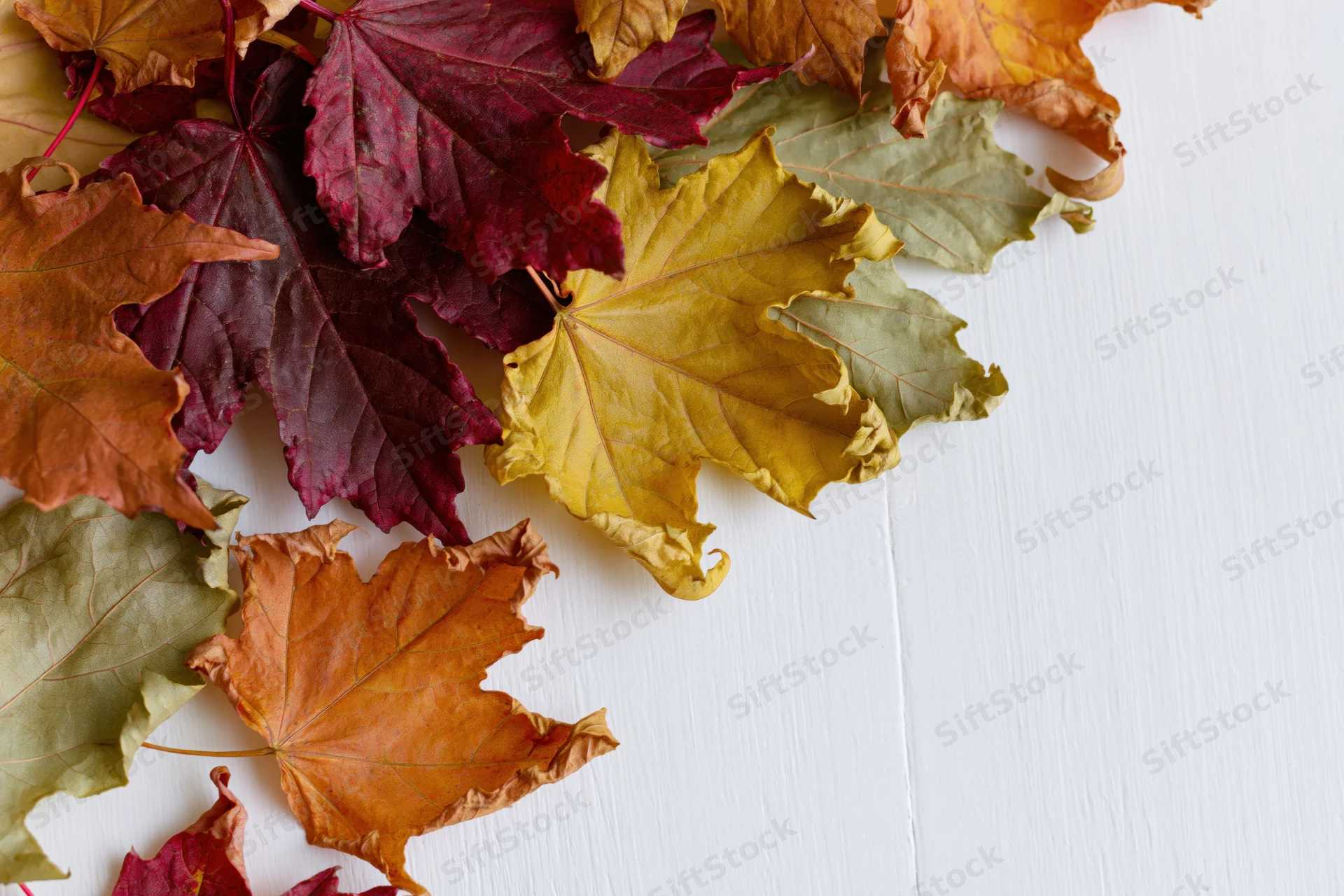 Scattered maple leaves in autumn colors arranged along the top of a white surface