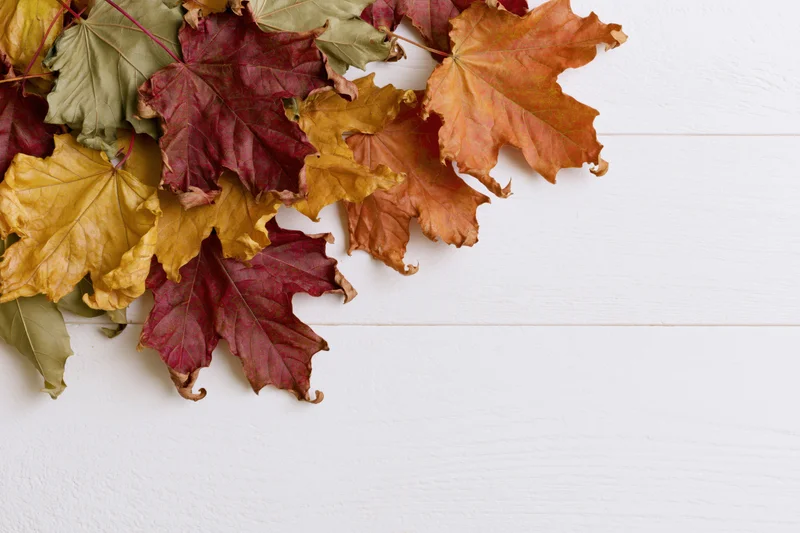 Scattered autumn maple leaves arranged along the top of a white wooden surface
