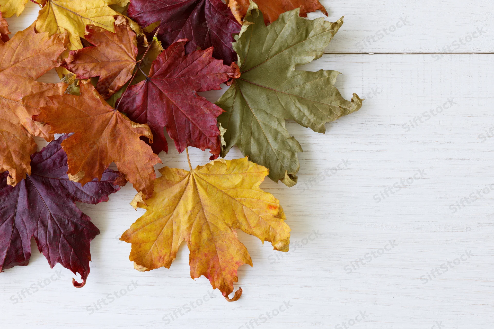 Scattered autumn maple leaves arranged along the top of a white wooden surface