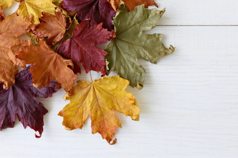 Scattered autumn maple leaves arranged along the top of a white wooden surface
