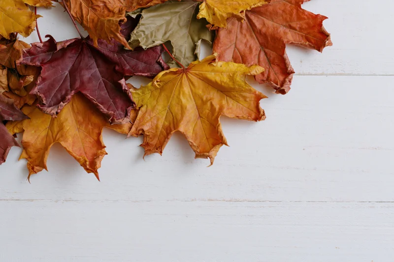 Scattered autumn maple leaves arranged along the top edge of a white wooden surface