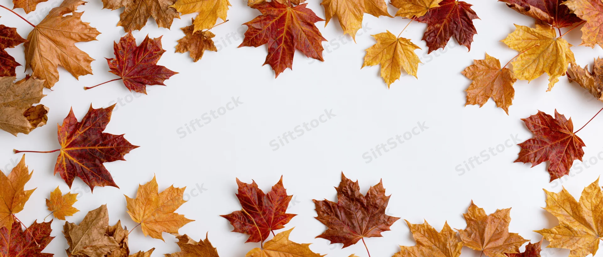 Scattered autumn maple leaves arranged in a border around a white copyspace