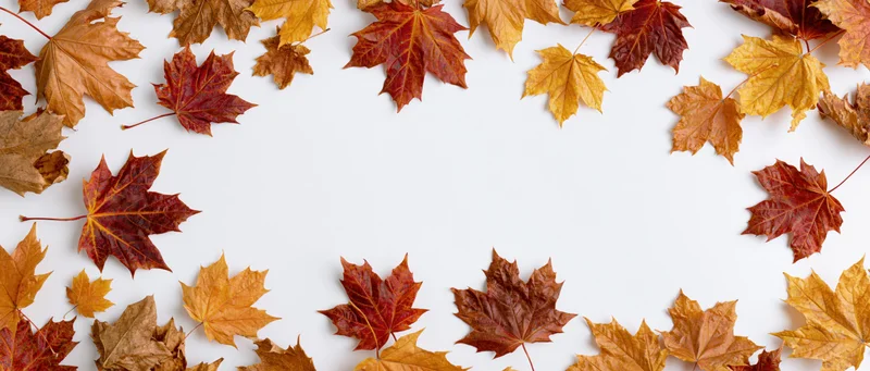 Scattered autumn maple leaves arranged in a border around a white copyspace