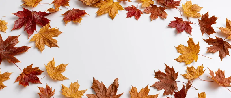 Maple leaves arranged in a border around white copyspace