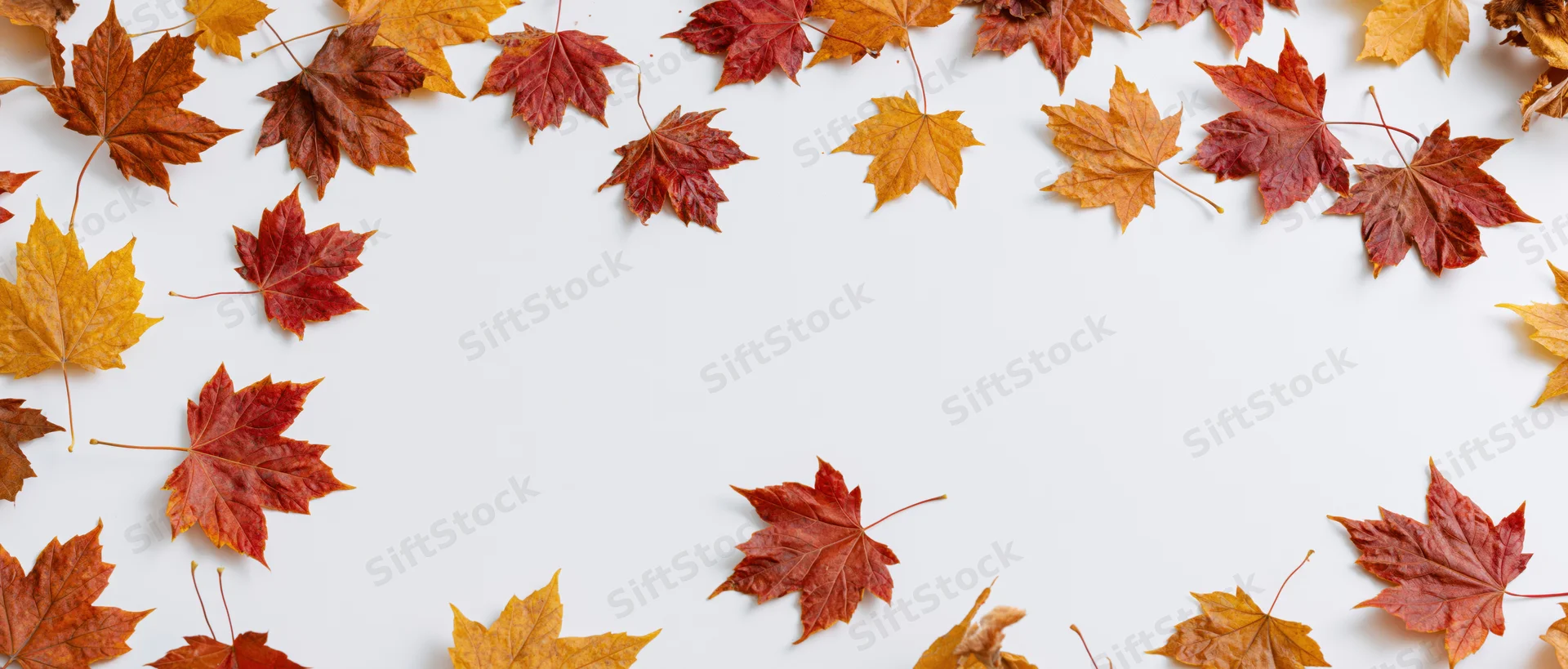 Scattered maple leaves arranged in a border around a white background with copyspace