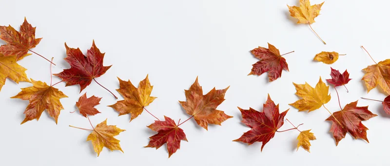 Scattered autumn maple leaves in warm colors arranged on white surface with copyspace