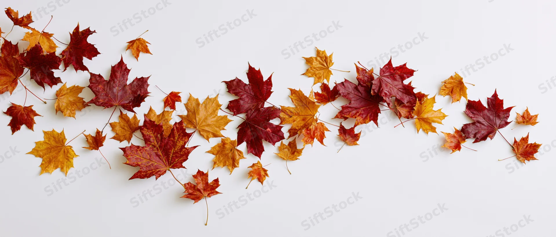 Scattered maple leaves in autumn colors arranged on white surface
