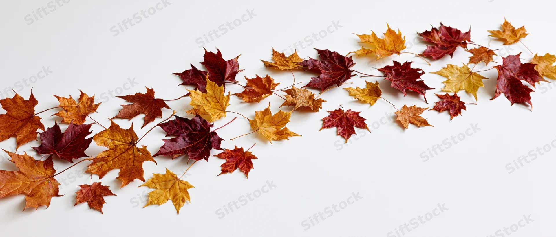 Scattered maple leaves in autumn colors arranged on white surface