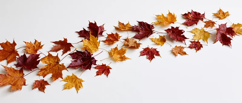 Scattered maple leaves in autumn colors arranged on white surface