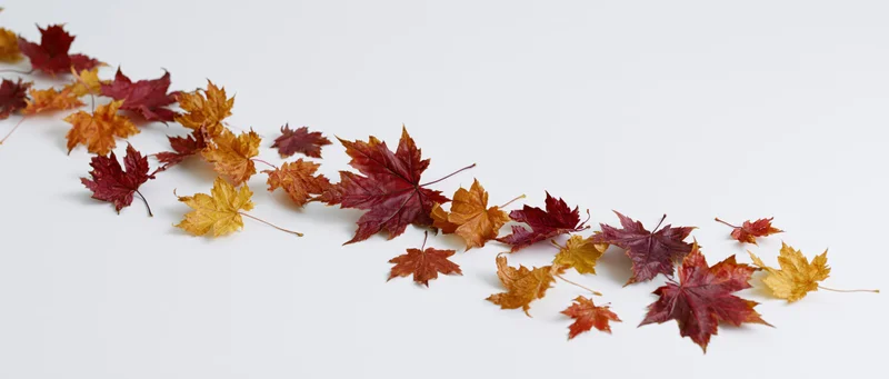 Scattered maple leaves in autumn colors arranged on a white surface