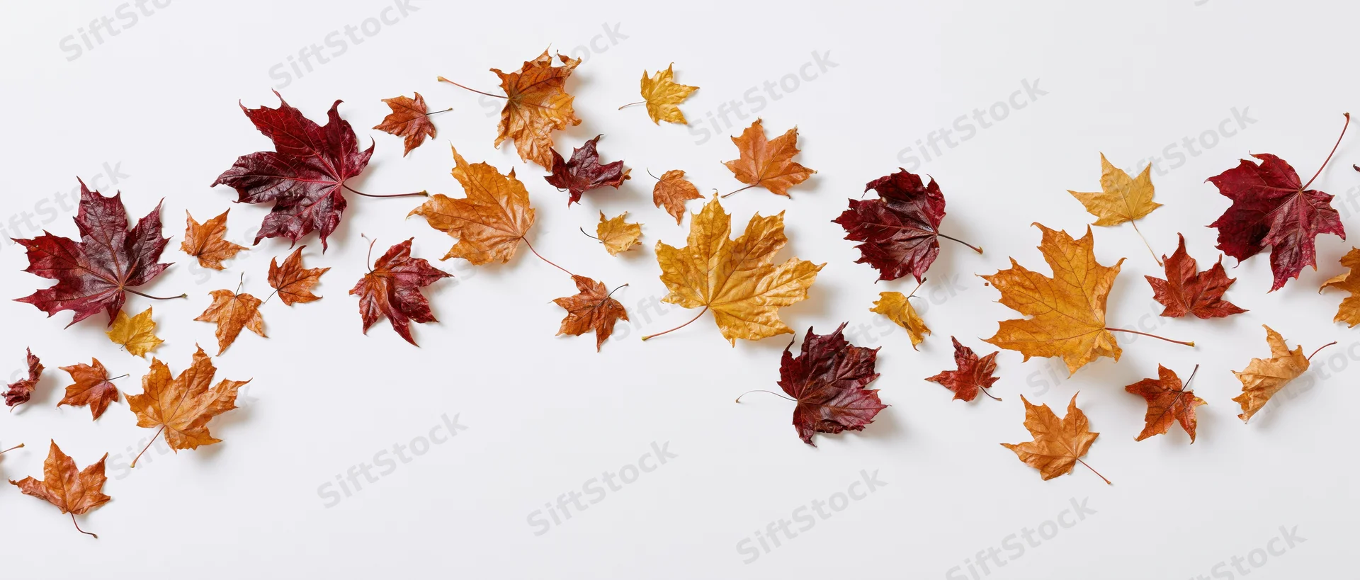 Scattered autumn maple leaves in various sizes and colors arranged on a white surface with copyspace