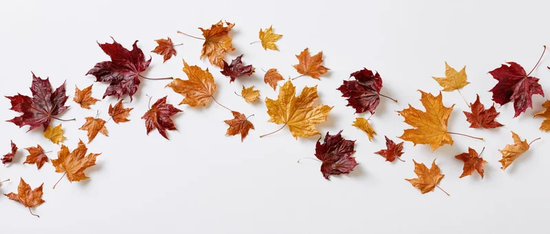 Scattered autumn maple leaves in various sizes and colors arranged on a white surface with copyspace