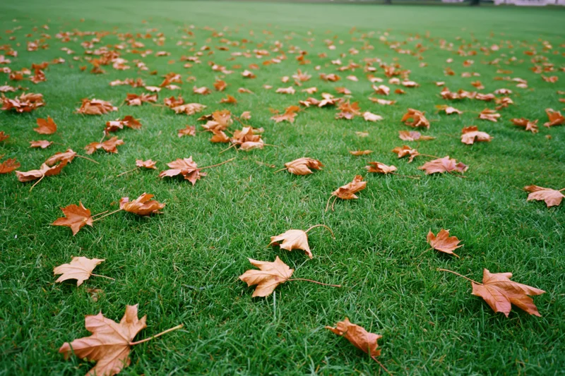 Scattered dry autumn leaves on green grass in a park