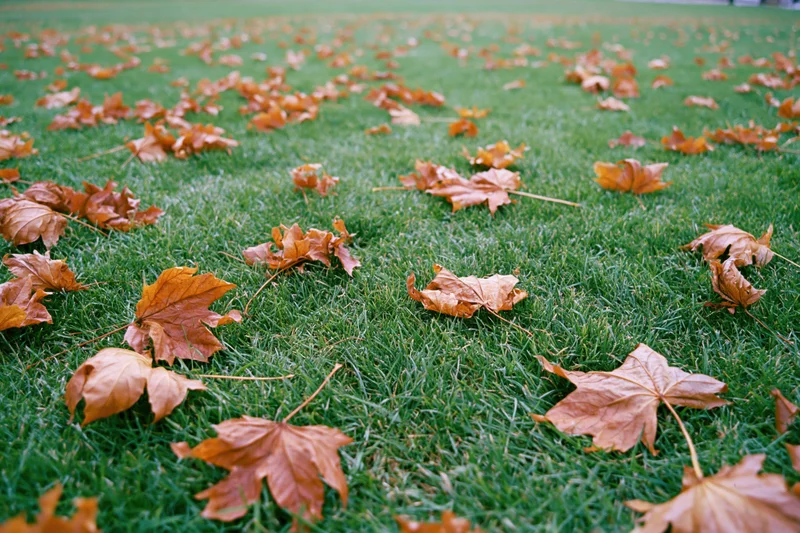 Dry maple leaves scattered across a green lawn in autumn