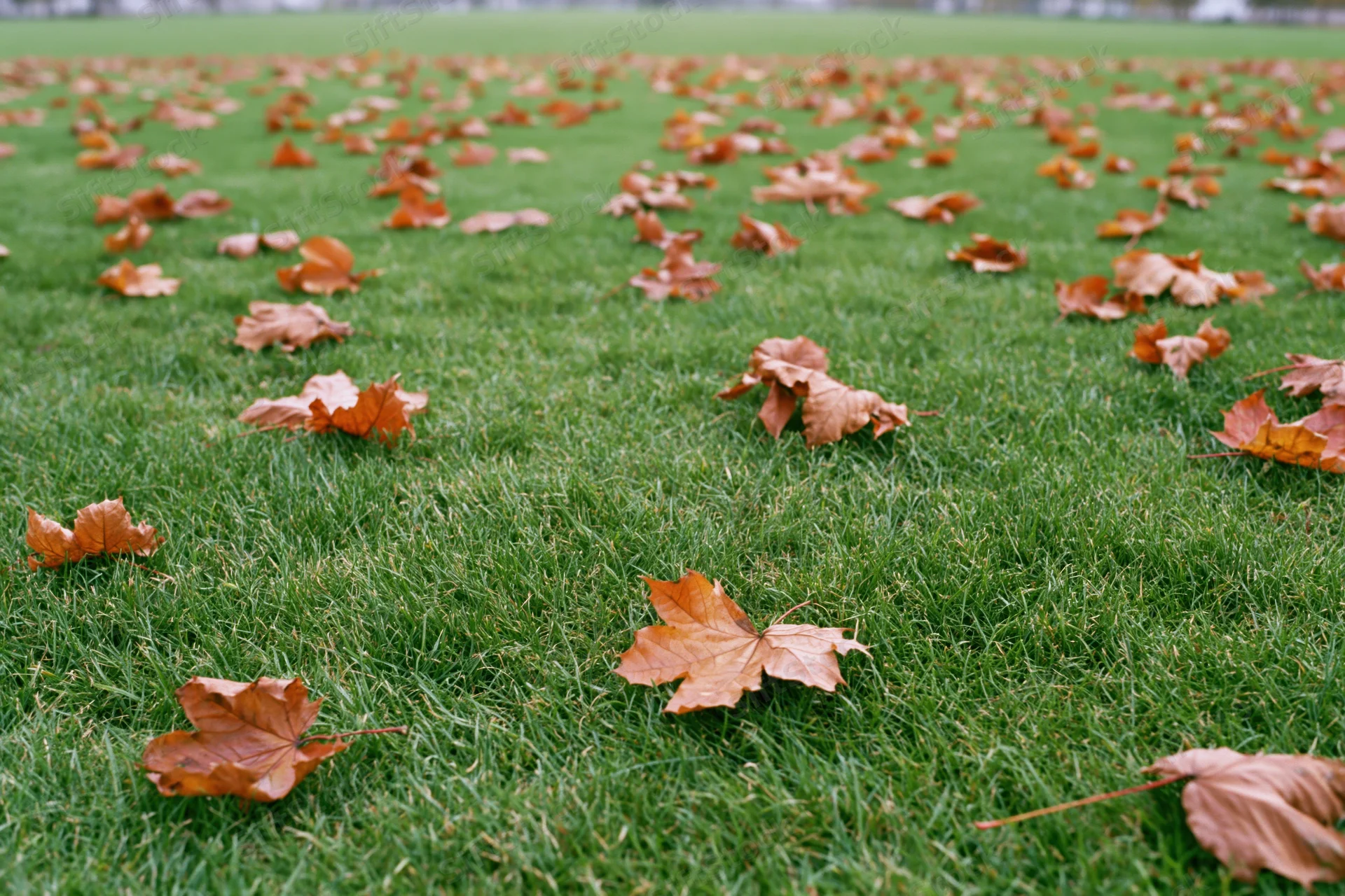 Scattered dry autumn leaves on green grass in a park