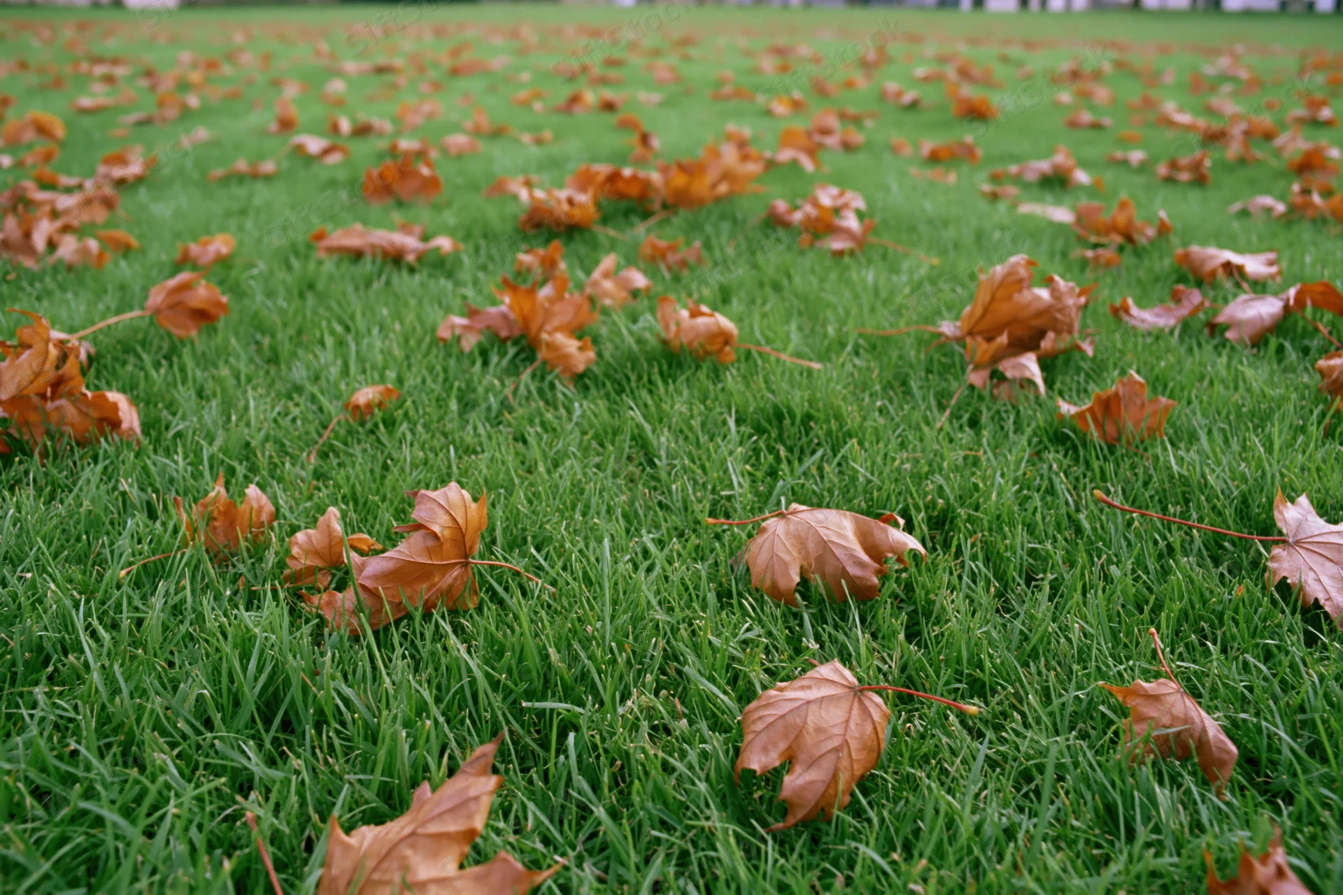 Scattered dry autumn leaves resting on green grass in a park setting