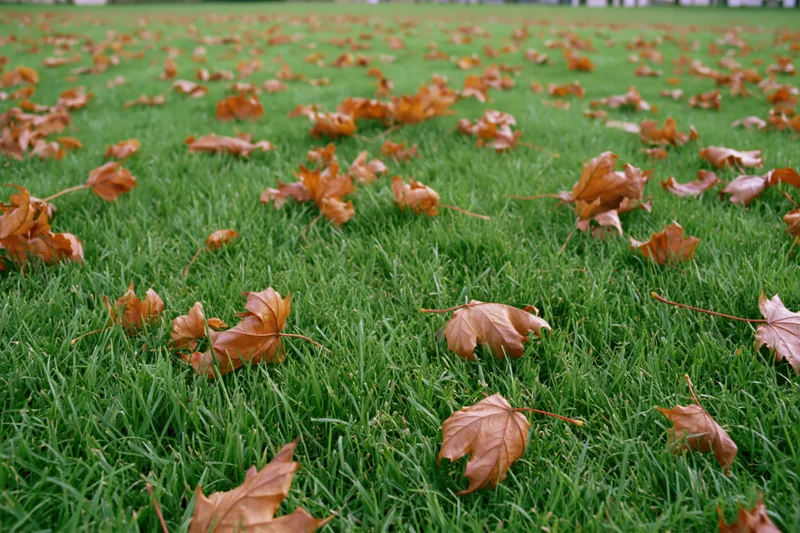 Scattered dry autumn leaves resting on green grass in a park setting