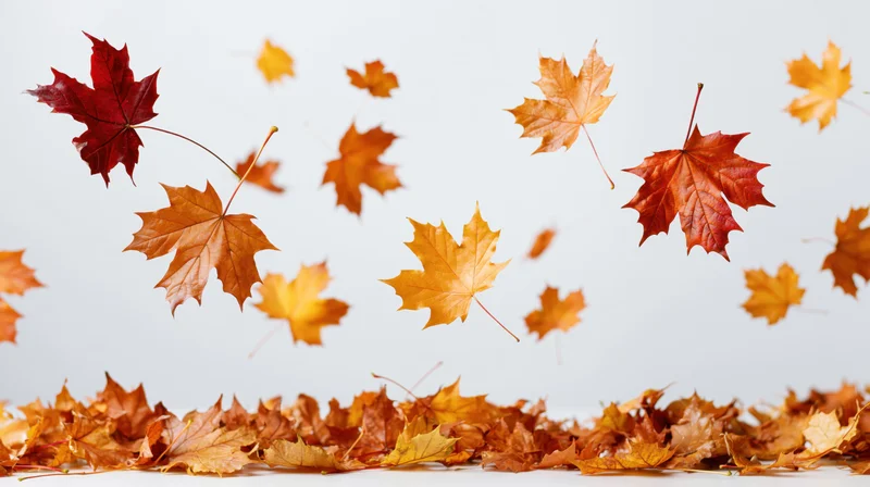 Maple leaves floating in midair above a pile on a white surface