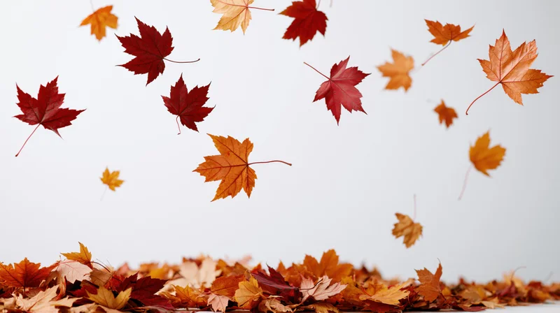 Maple leaves falling in mid-air above a pile on the ground against a white background