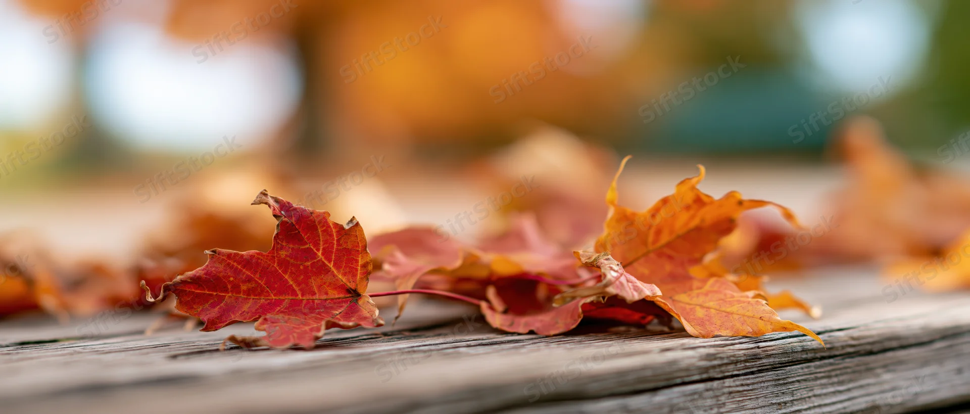 Scattered maple leaves in autumn colors resting on a weathered wooden surface