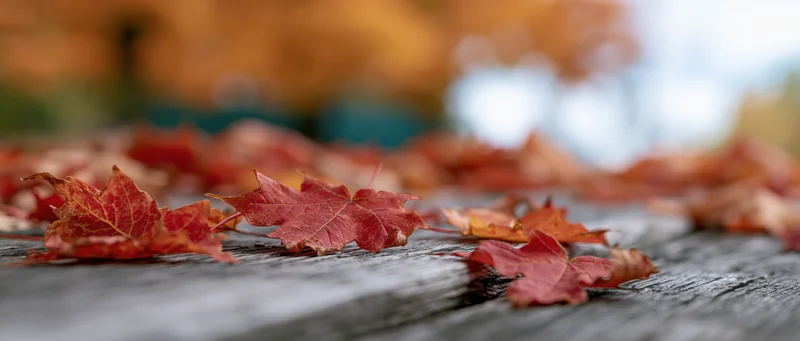 Red and orange maple leaves scattered on a weathered wooden deck outdoors