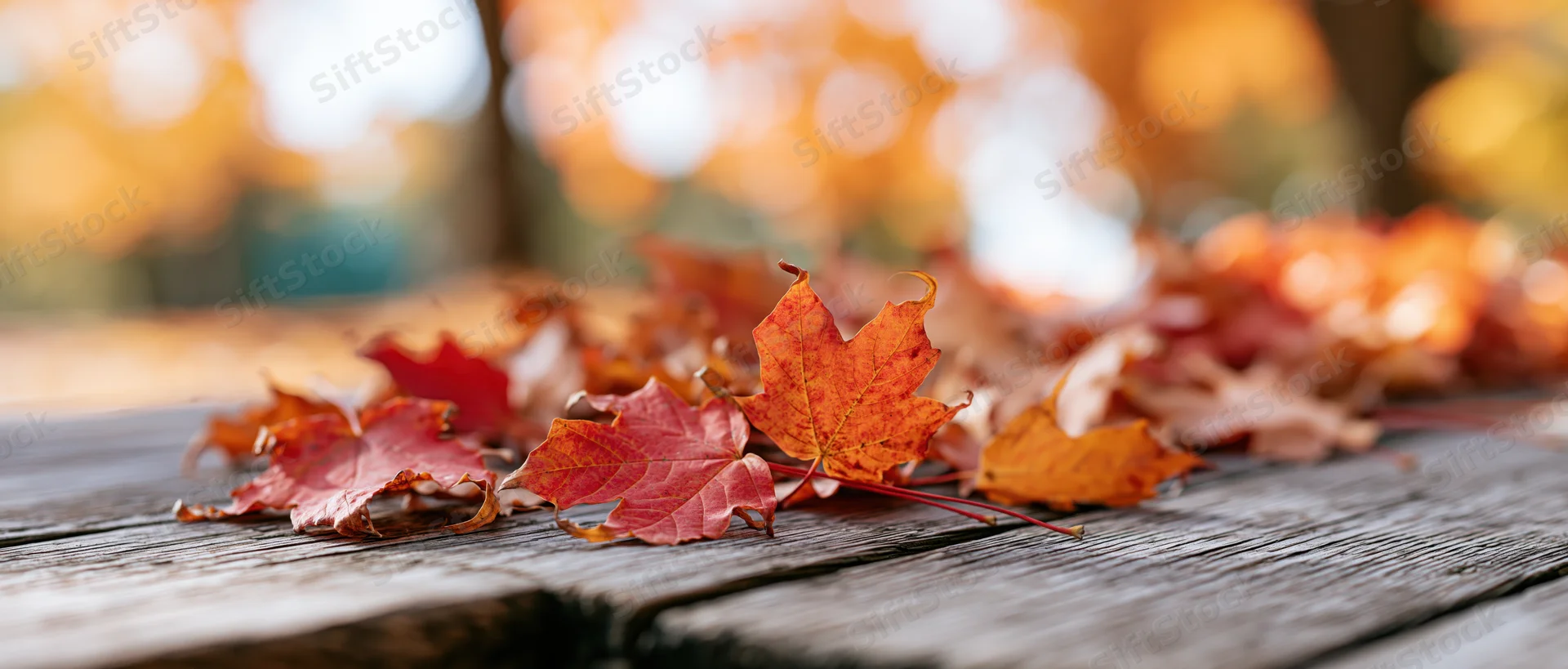 Scattered maple leaves in autumn colors resting on a weathered wooden deck