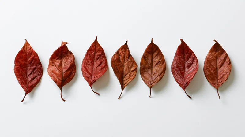 Seven dried autumn leaves arranged in a row on a white background