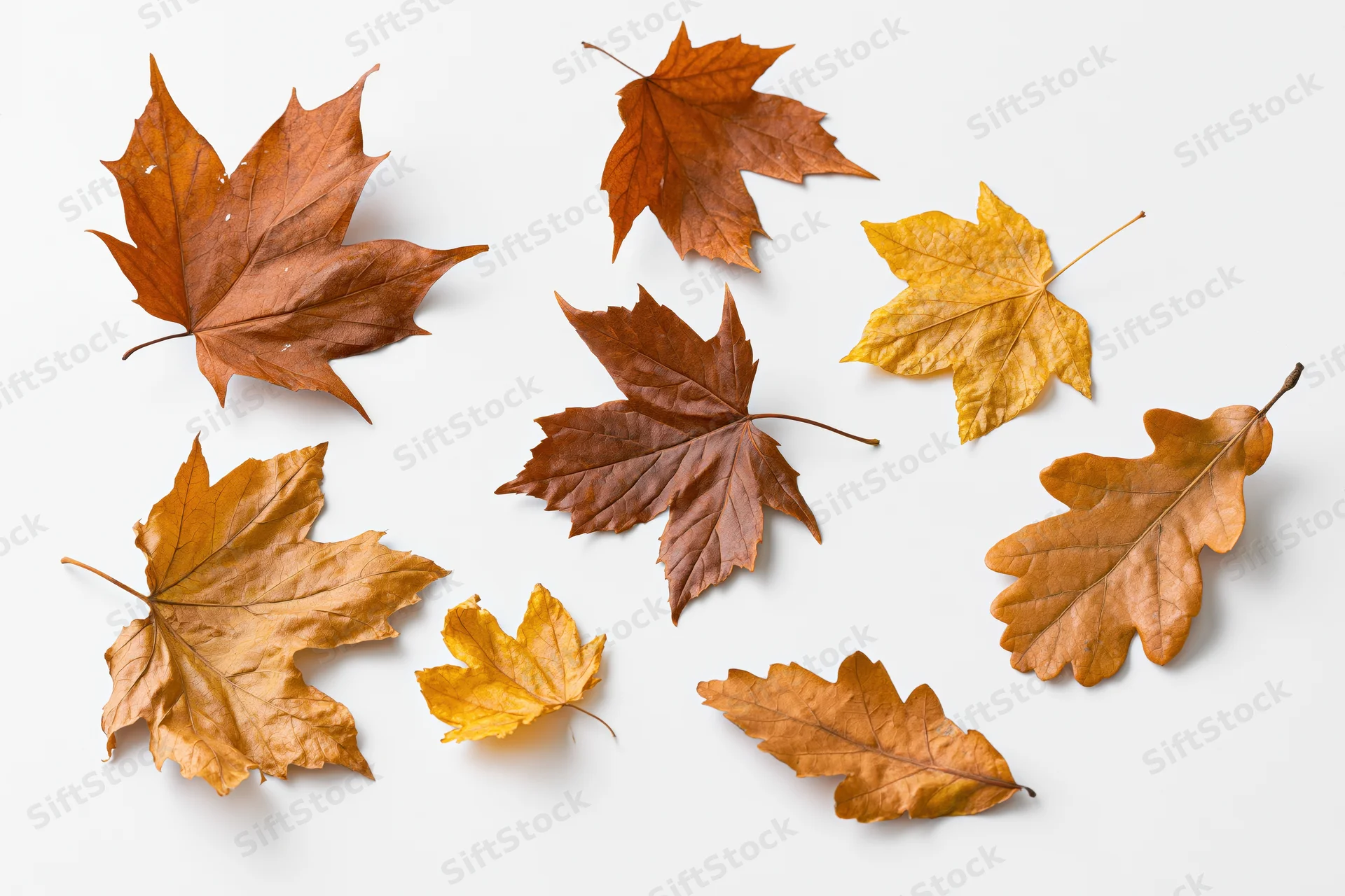 Dry maple and oak leaves scattered on white surface in autumn arrangement