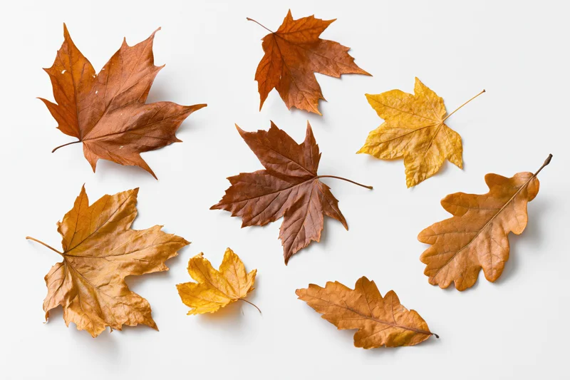 Dry maple and oak leaves scattered on white surface in autumn arrangement