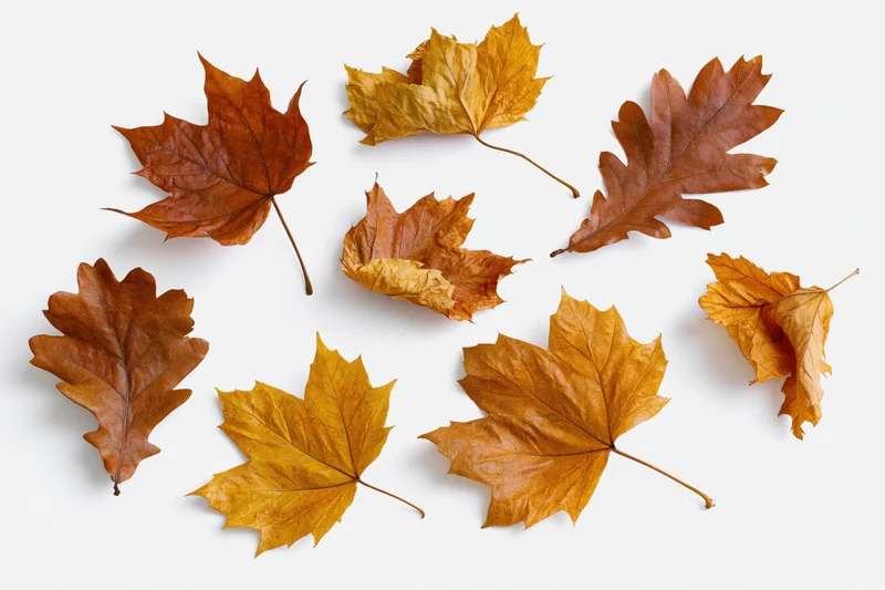 Dry autumn maple and oak leaves scattered on white background