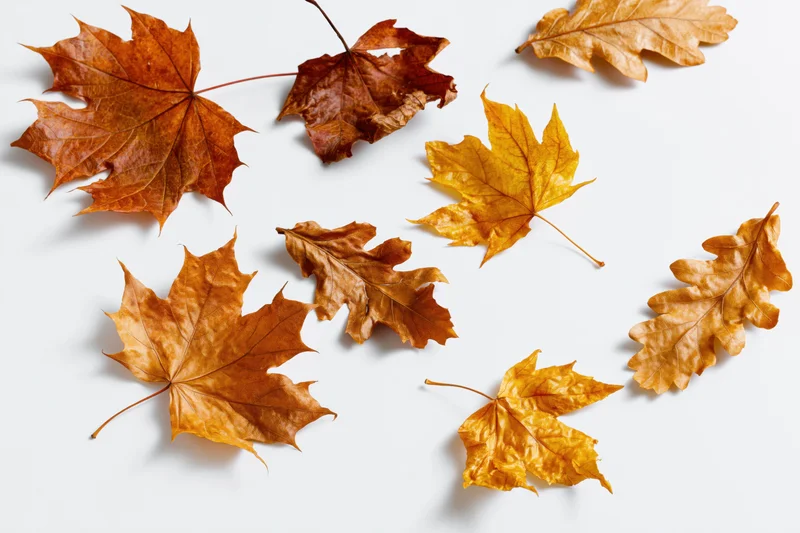 Dry maple and oak leaves scattered on white surface