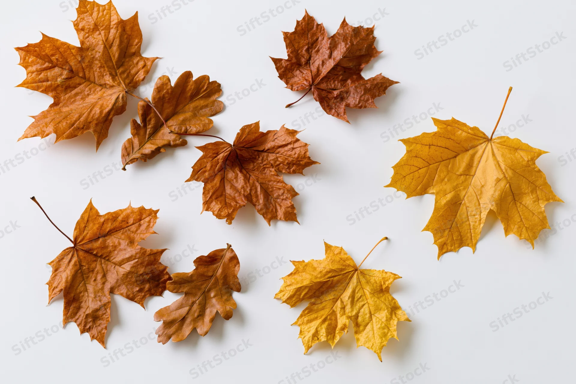 Dry maple and oak leaves scattered on white surface in autumn flat lay arrangement